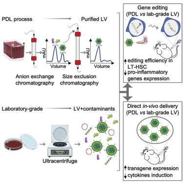 lvv ultragentrifugation|lentivirus vector production lab scale.